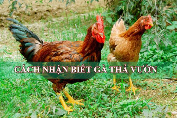 Cách nhận biết gà thả vườn và gà công nghiệp