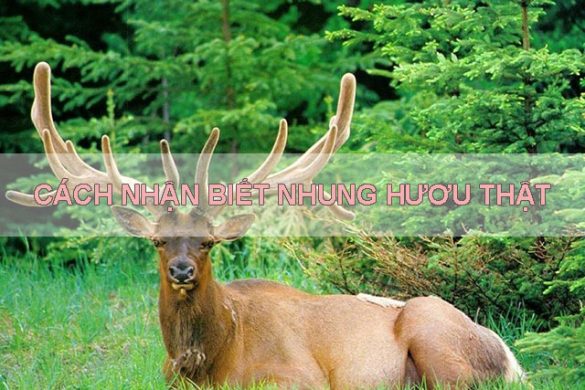 Cách nhận biết nhung hươu thật giả